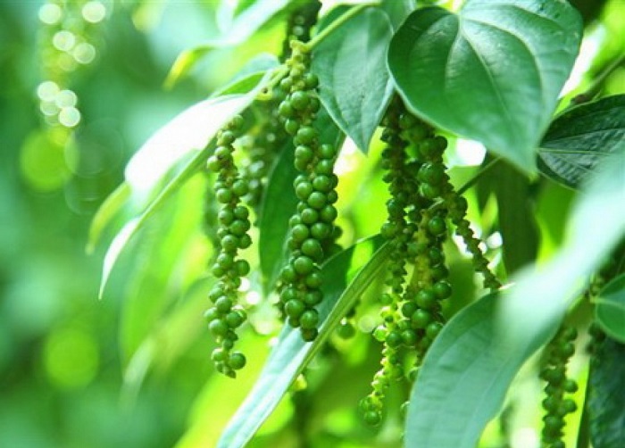 Giá cao nhất là 83.500 đồng/kg, thị trường hồ tiêu sôi động trở lại