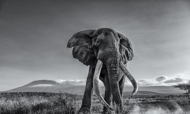 <p>
Mohammad Mirza đến từ Kuwait đã chụp bức ảnh đen trắng về một con voi có ngà khổng lồ gần núi Kilimanjaro ở Tanzania.</p>