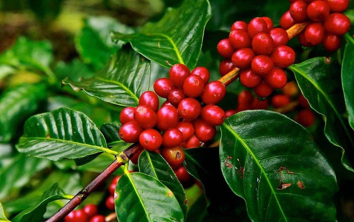 Giá cà phê cao nhất là 41.500 đồng/kg