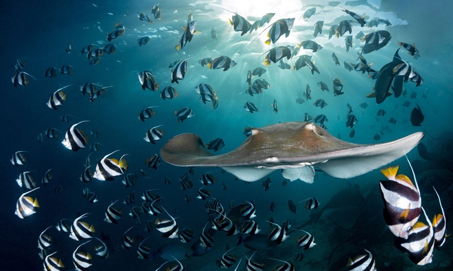 <p class="Normal">
<strong>Tia hoàng hôn:</strong> Ảnh được chụp tại điểm lặn "Nhà máy cá ngừ" gần Malé, ở Maldives, và có thể nhìn thấy con cá đuối guitar. Nhiếp ảnh gia đã tìm được một vị trí tuyệt vời để có thể chụp khi mặt trời lặn, lấy khung hình con cá cờ đang bơi và những con roi hồng liên tục lượn quanh.</p><p class="Normal">© Andy Schmid / UPY2022</p>