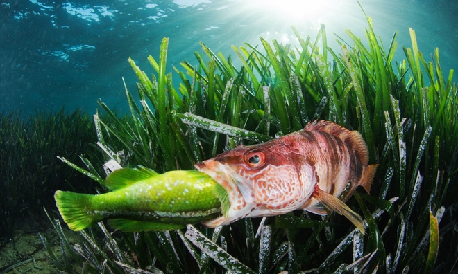 <p class="Normal">
<strong>Vòng đời:</strong> Bức ảnh này là kết quả của nhiều năm nghiên cứu về hành vi của động vật. Trong ảnh, một con cá săn mồi Địa Trung Hải (Serranus scriba) đã săn một con cá xanh (Labrus viridis ), một loài đặc hữu của Địa Trung Hải. Khoảnh khắc là duy nhất; con cá xanh bơi chậm chạp và lờ đờ (có lẽ nó bị ốm), và cách đó vài mét, con cá săn mồi đang ẩn mình giữa đám cỏ Posidonia rậm rạp để săn lùng nó. Đó là kết quả của sự kiên nhẫn, và trong chớp mắt, nhiếp ảnh gia Tây Ban Nha Javier Murcia đã nắm bắt được nó. </p><p class="Normal">© Javier Murcia / UPY2022</p>