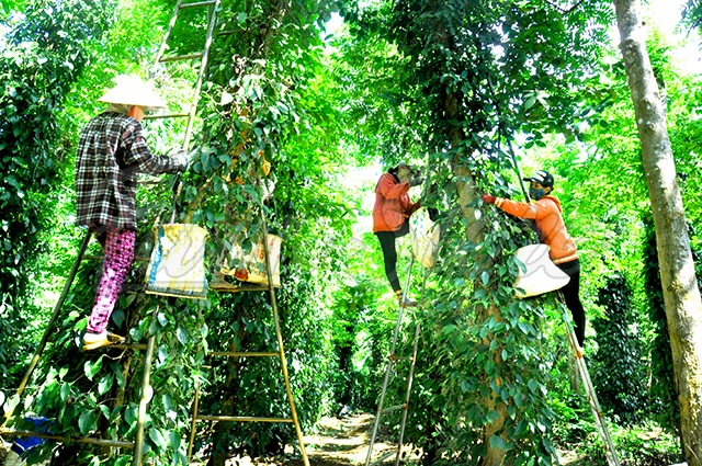 Giá tiêu chững lại ở mức 85.500 đồng/kg