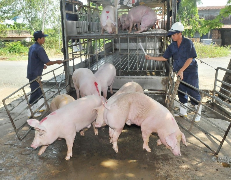 Giá lợn hơi không có nhiều biến động, mức thấp nhất là 54.000/kg