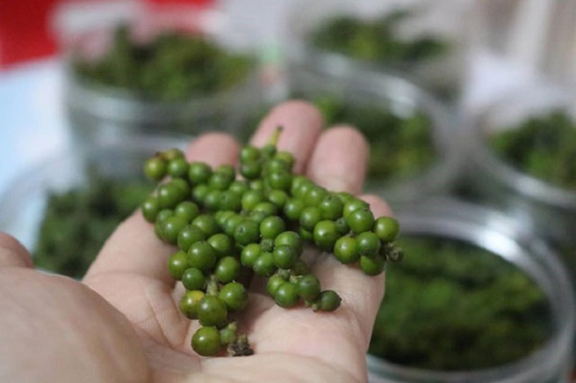 Giá tiêu quay đầu giảm tới 1.500 đồng/kg