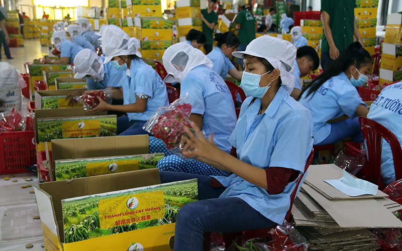 Nông nghiệp xuất siêu 1,8 tỷ USD, bất ngờ tỷ trọng xuất khẩu rau quả sang Trung Quốc