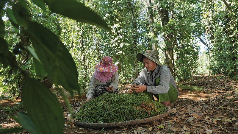 Giá tiêu cao nhất 80.500 đồng/kg, cảnh báo 'tăng ảo'