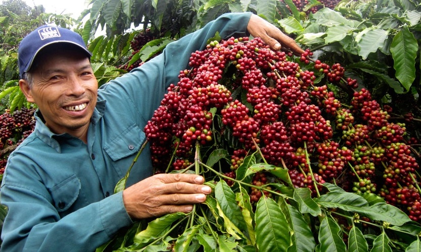 Giá cà phê chưa thể vươn lên mốc 40.000 đồng/kg