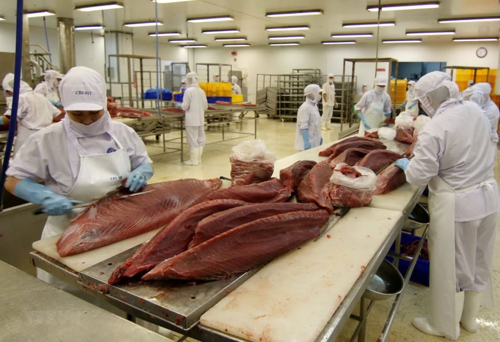 Chế biến xuất khẩu cá ngừ lao đao vì xung đột Nga – Ukraine