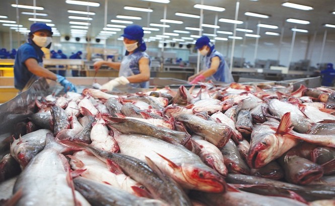 Xuất khẩu cá tra sang Nga tạm ngưng vì chiến sự