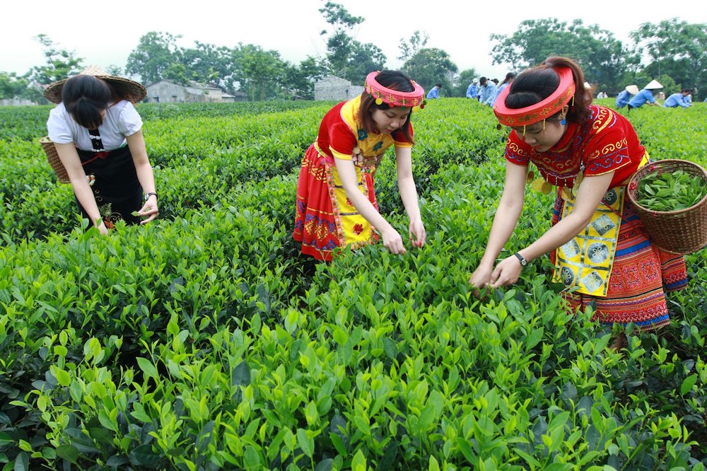 Xung đột Nga - Ukraine sẽ tác động tới xuất khẩu chè