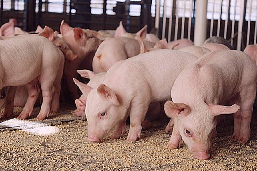 Giá lợn hơi tiếp tục giảm 1.000 đồng/kg tại nhiều nơi