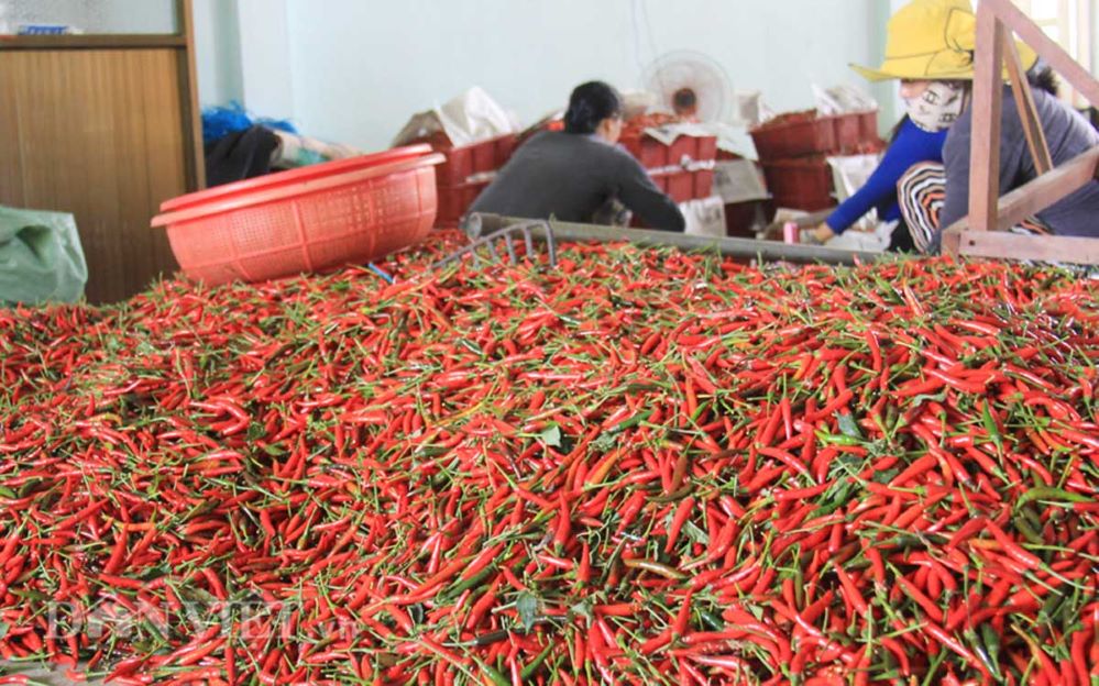 Ớt tươi Việt Nam được xuất khẩu trở lại thị trường Trung Quốc