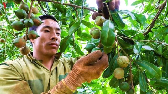Khuyến khích doanh nghiệp liên kết với nông dân sản xuất mắc ca thông qua cầu nối HTX