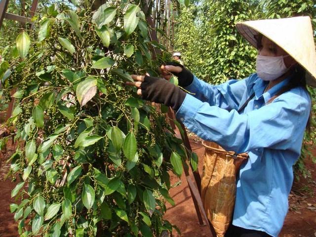 Giá tăng, người dân thêm gắn bó với cây tiêu