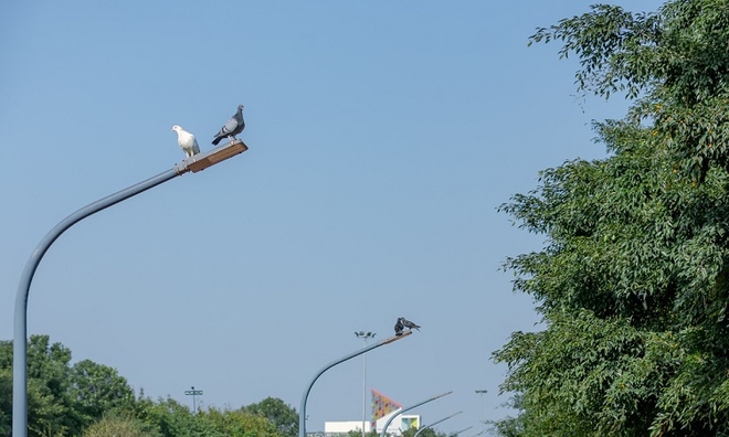 <p class="Normal">
Đàn công Ecopark có khoảng gần 20 cá thể, gồm các chú công xanh và công trắng. Chim công là loài chim có bộ lông đẹp nhất trong tất cả các loài chim và được xếp là 1 trong 10 loài chim đẹp nhất hành tinh. Tại Việt Nam chim công là loài chim quý hiếm có tên trong sách đỏ Việt Nam.</p>