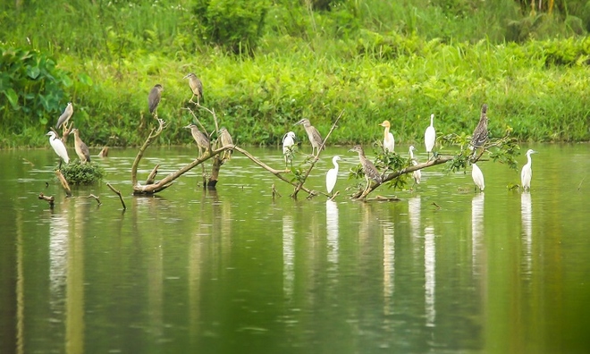 <p class="Normal">
Ngoài thiên nga, nhiều loại chim cũng đến đây làm tổ, tạo thành hệ sinh thái đa dạng. Dạo một vòng quanh các công viên, hồ nước, người dân có thể nghe tiếng chim hót, ngắm nhìn chúng bay nhảy giữa những tán cây xanh.</p>