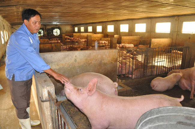 Giá lợn hơi đồng loạt chững lại ở cả ba miền, người nuôi lỗ vốn vì giá thức ăn cao