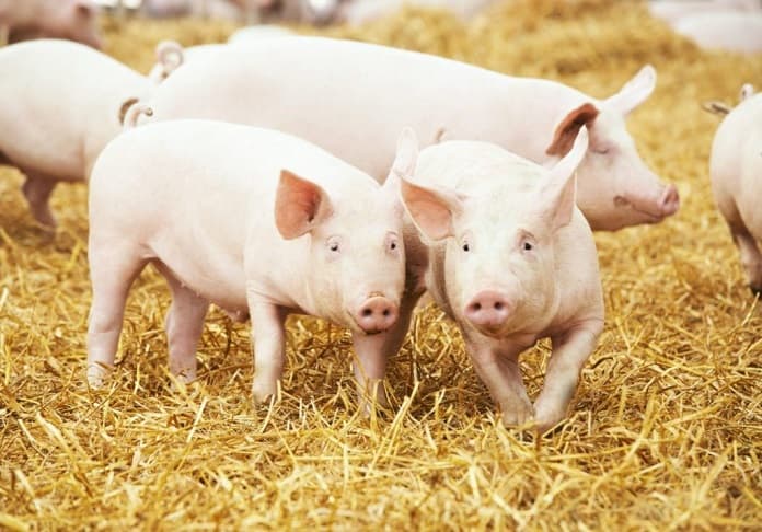Giá lợn hơi điều chỉnh tăng cao nhất là 2.000 đồng/kg