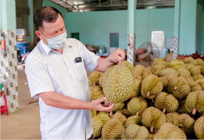 Dọn đường cho sầu riêng đi đường chính ngạch sang Trung Quốc