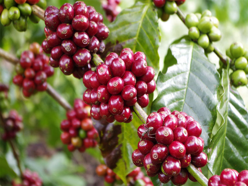 Giá cà phê chưa vượt mốc 42.000 đồng/kg