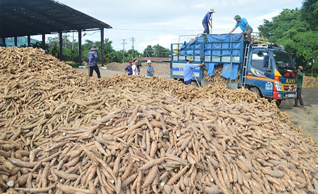 Nhiều doanh nghiệp xuất khẩu tinh bột sắn có dấu hiệu gian lận thuế VAT