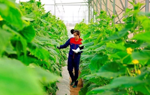Rời bục giảng, cô giáo khởi nghiệp thành lập HTX trồng rau hữu cơ