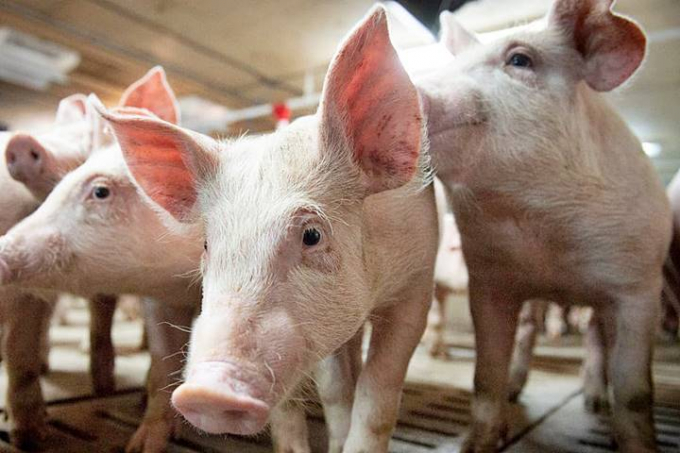 Giá lợn hơi biến động trái chiều, người chăn nuôi gần như không có lãi vì chi phí thức ăn cao
