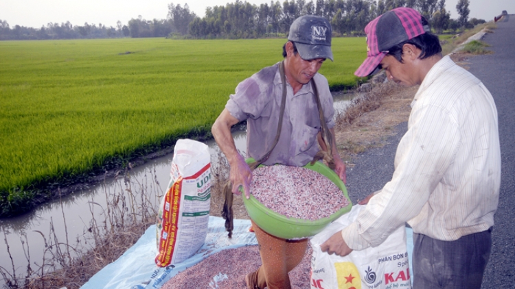 HTX trước mối lo phân bón giả, chi phí đầu tư cao