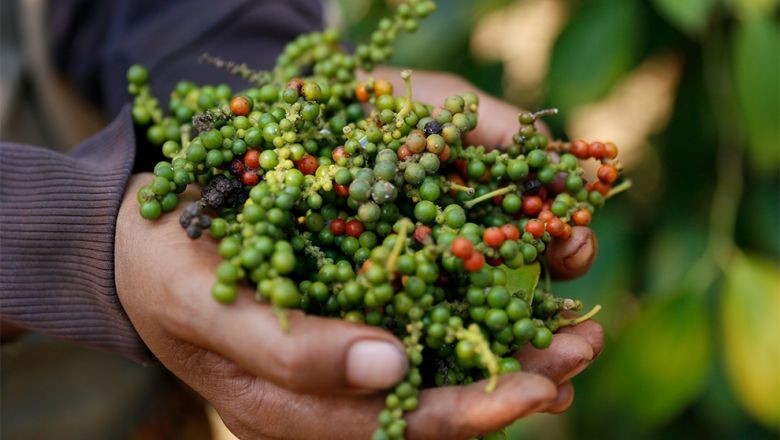 Dưới ngưỡng 80.000 đồng/kg, dự báo giá hồ tiêu quý II khó tăng