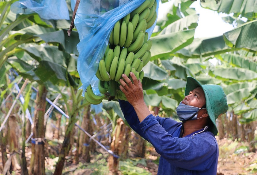 HTX mong nguồn vốn hỗ trợ như 'nắng hạn chờ mưa'