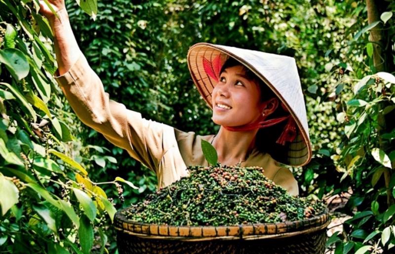 Giá tiêu cao nhất chỉ còn 78.000 đồng/kg, nhu cầu thu mua chưa có sự đột biến