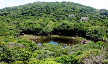 Nutifood hợp tác với Vườn quốc gia Núi Chúa bảo tồn và phát triển cây dược liệu