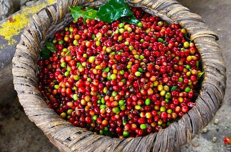 Giá cà phê tăng 600 đồng/kg, nguồn cung dồi dào