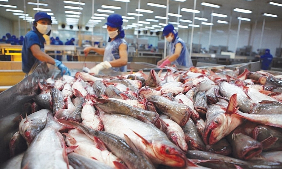 Giá cá tra xuất đi Mỹ cao hơn cả mức đỉnh năm 2019, lên tới hơn 4,5 USD/kg