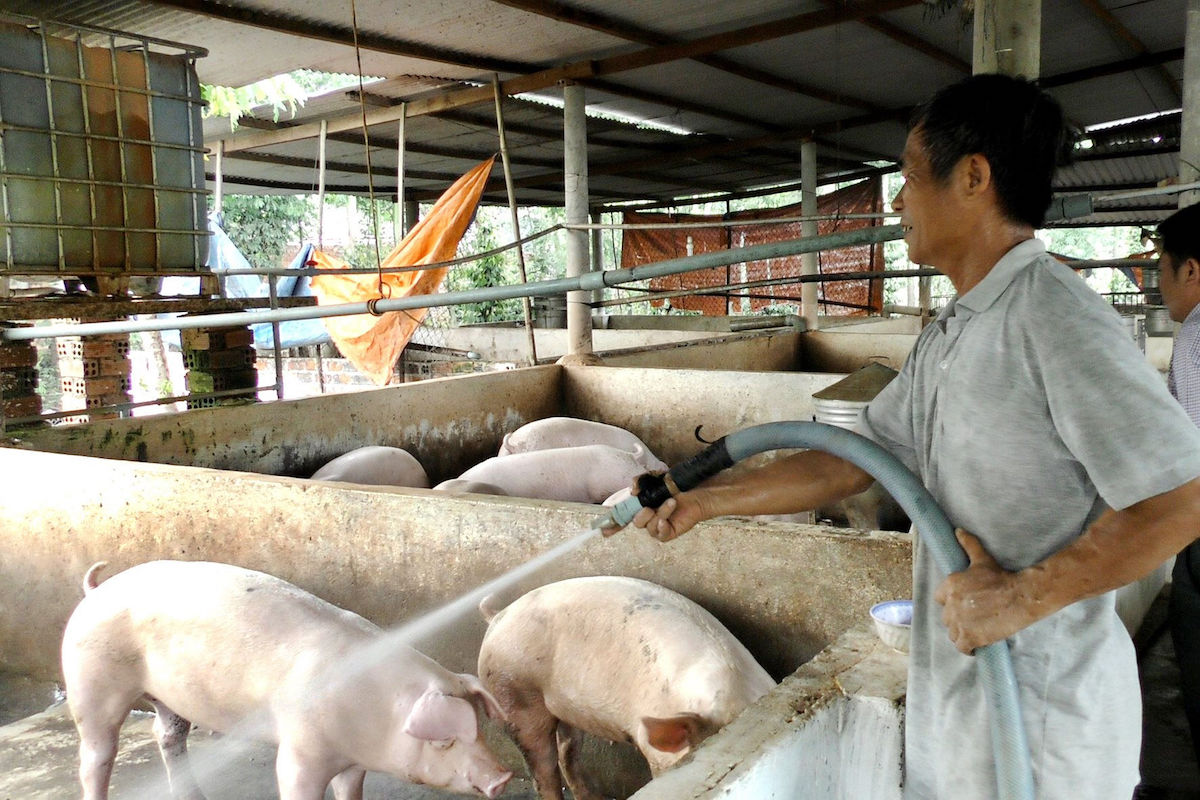 Việt Nam có thể vươn lên vị trí thứ 2 châu Á về tiêu thụ thịt lợn