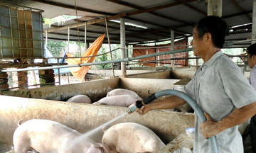 Việt Nam có thể vươn lên vị trí thứ 2 châu Á về tiêu thụ thịt lợn