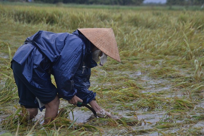 Thiên tai gây thiệt hại, HTX cần được hỗ trợ kịp thời