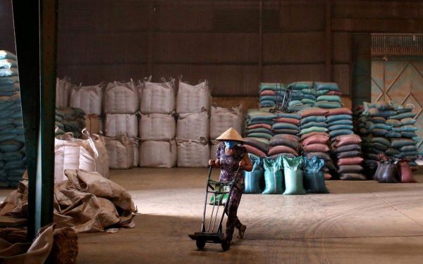 Bơ và sầu riêng giúp hộ dân trồng cà phê ở Việt Nam đối phó với chi phí tăng cao