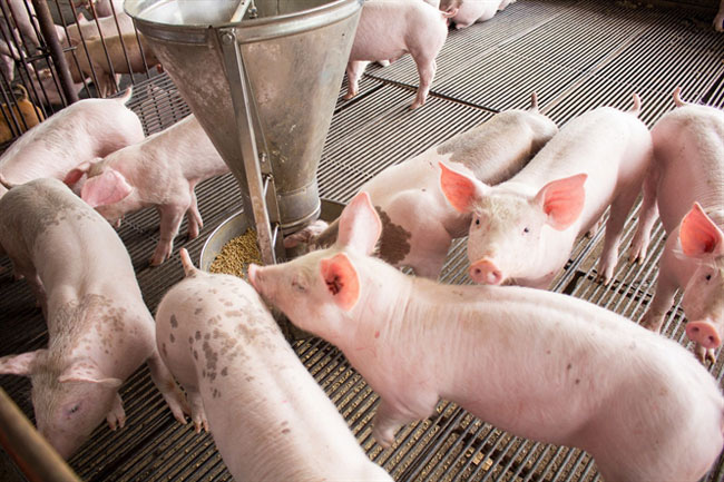 Giá lợn hơi tăng giảm từ 1.000 -2.000 đồng/kg