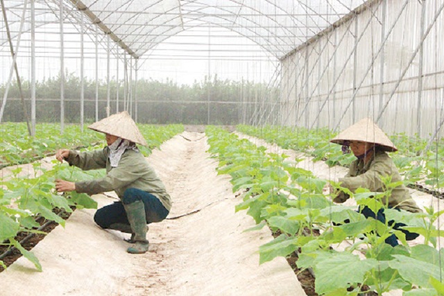 Sản xuất thông minh thích ứng với biến đổi khí hậu