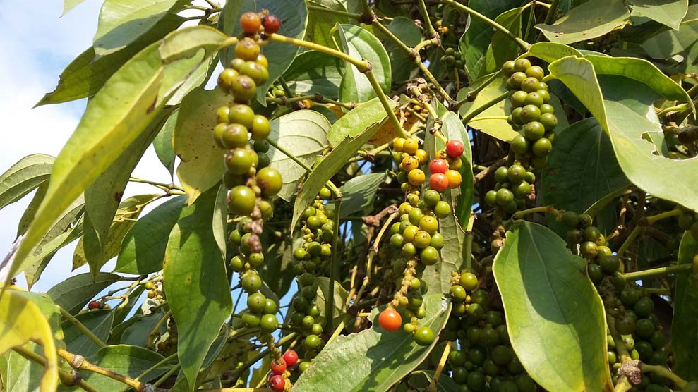 Đi ngang trong khoảng 75.500 - 78.500 đồng/kg, áp lực nguồn cung khiến giá tiêu sẽ khó tăng mạnh