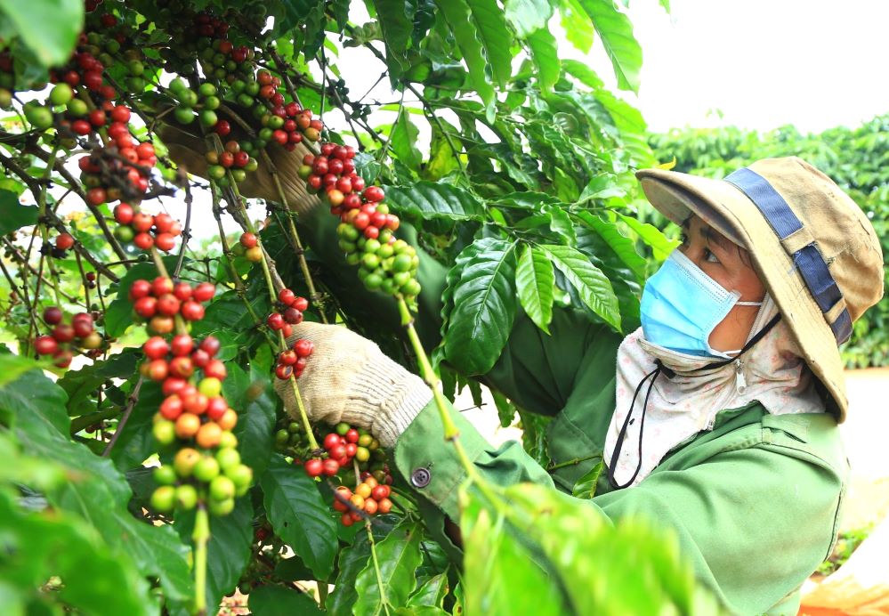 Hợp tác xã được hỗ trợ tối đa 20% phí bảo hiểm nông nghiệp