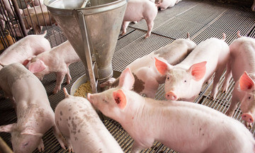Giá lợn hơi tiếp tục đi ngang, dao động trong khoảng 54.000 - 60.000 đồng/kg