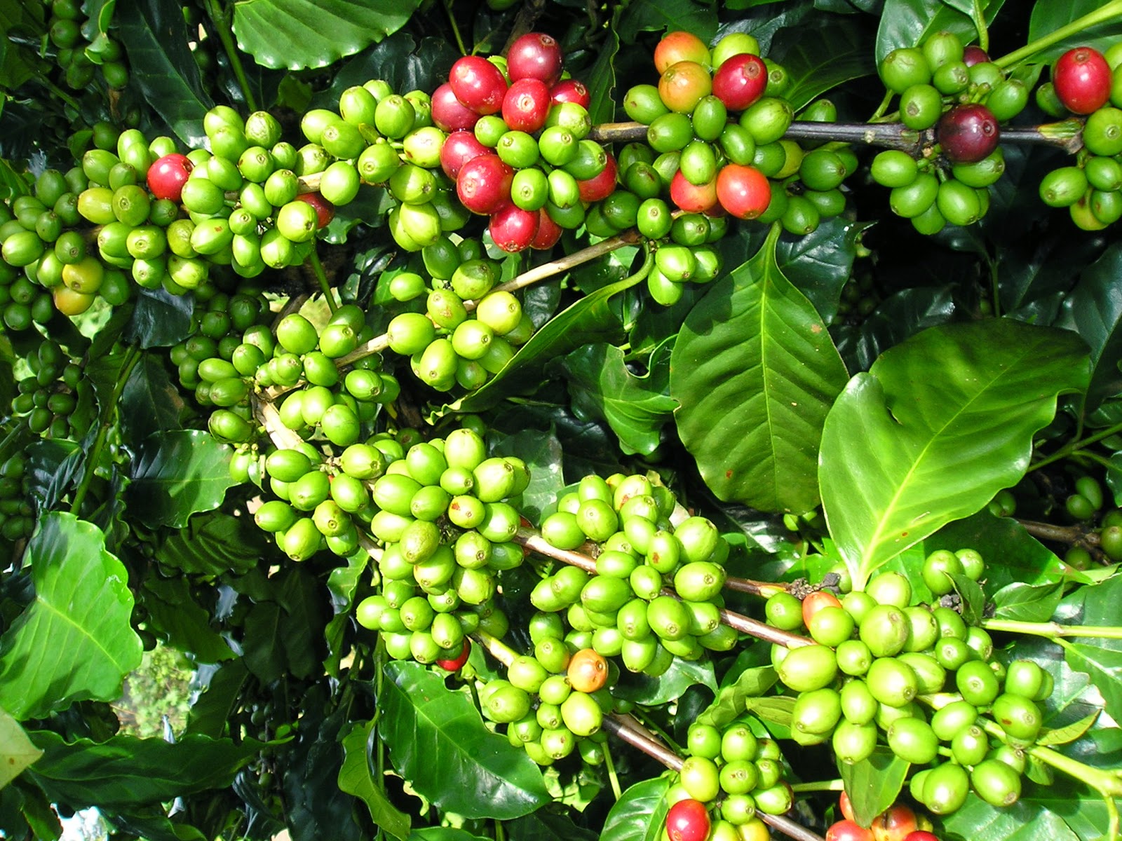 Giá cà phê tiếp tục giảm, cao nhất chỉ còn 40.800 đồng/kg