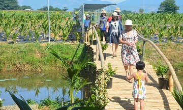 Phát triển du lịch xanh, hướng đi bền vững cho HTX ở Quảng Nam