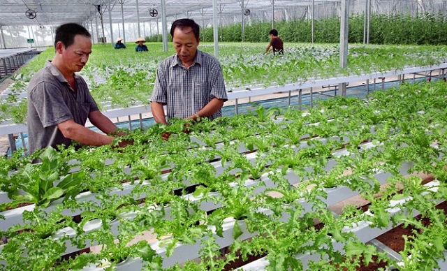 Trồng rau thủy canh - xu hướng cho cuộc sống xanh