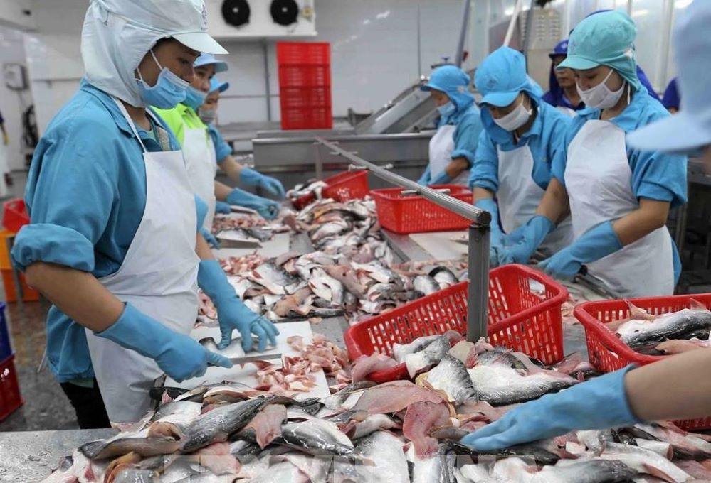 19 nhà máy chế biến cá tra của Việt Nam được phép xuất khẩu sản phẩm sang thị trường Mỹ