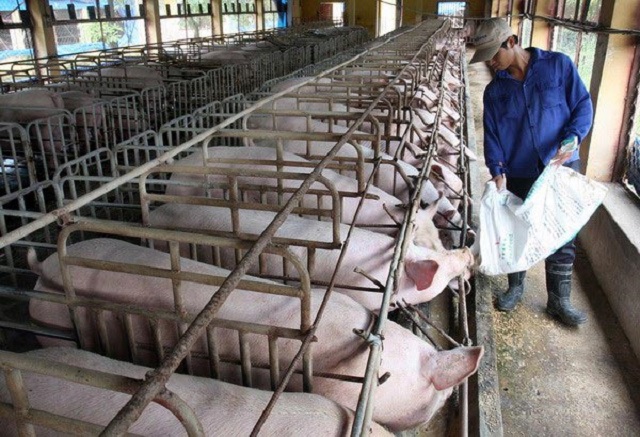 Cổ phiếu ngành chăn nuôi 'hụt hơi' vì giá nguyên liệu đầu vào