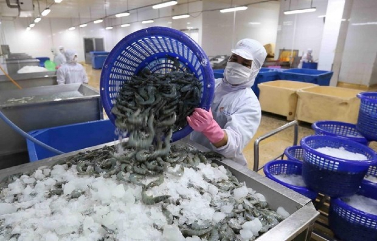 Mỹ, Nhật 'hút hàng', xuất khẩu tôm kỳ vọng đạt 1,2 tỷ USD trong quý II