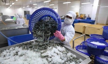 Mỹ, Nhật 'hút hàng', xuất khẩu tôm kỳ vọng đạt 1,2 tỷ USD trong quý II